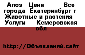 Алоэ › Цена ­ 150 - Все города, Екатеринбург г. Животные и растения » Услуги   . Кемеровская обл.